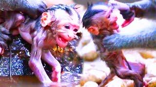 God help the poorest newborn baby monkey he is so scared when his old mother mistreats pitiful