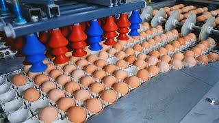 How It's Made: Eggs