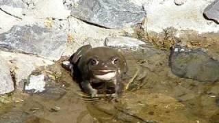 Sonoran Desert Toad's Call