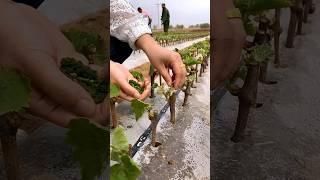 Grape Farming #satisfying #agriculture #farming