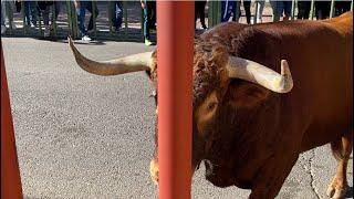 TORO NÚÑEZ DEL CUVILLO REMATA EN LAS VALLAS‼️