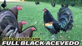 FULL BLACK -  Beautiful Black Birds ACEVEDO FARM - Farm Owner Juan Acevedo