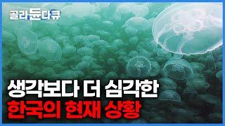 해파리들에게 잠식당해버린 한국 바다의 심각한 상황｜지구온난화｜환경 문제｜기후변화｜기후위기｜다큐프라임｜#골라듄다큐