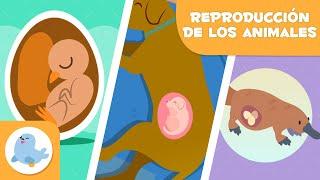 REPRODUCCIÓN de los ANIMALES  SEXUAL Y ASEXUAL  OVÍPAROS, VIVÍPAROS Y OVOVIVÍPAROS