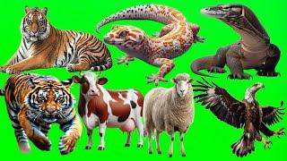 Large Animals Green Screen| Green Screen Animals |