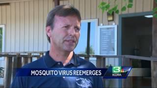 Rare mosquito virus reemerges in NorCal