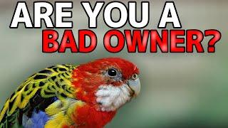 5 THINGS BAD BIRD OWNERS DO