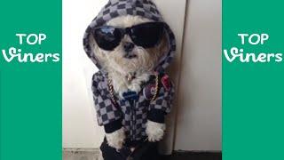 Dinky Vine Compilation - All Dinky Vines (59 Vines) - Top Viners 
