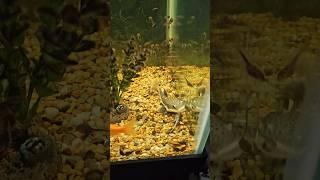 Baby Redtail Catfish VS. Tadpoles!