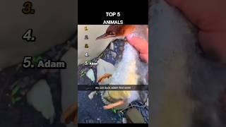Top 5 Animals