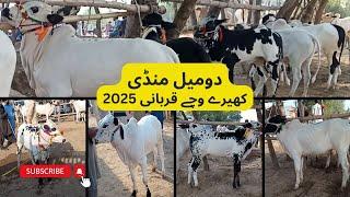 Domel Mandi Kheere Wachy 2025 || Most Beautiful Fatehjangi Dhani Bulls