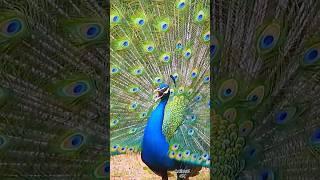 Peacock bird live screaming #birds #shorts #trending #short  #animalsounds