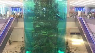 Jeddah Airport Aquarium 1/13/2020