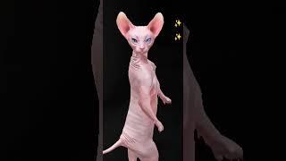 @animals-funnyclips-j.s.d #dancing cat #shorts viral video #shortsfeed 