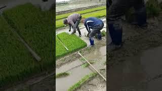 agricultural laborer #satisfying #farming #asmr #machine #trending #automobile #icecream