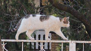 Cat Performs Gymnastics on Fence Like a Pro!