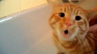 Official Video: Cat Bath Freak Out -Tigger the cat says 'NO!' to bath