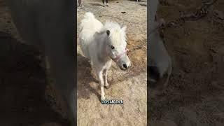 Mini horses try the hot walker!  First time exercising on the farm’s new setup!