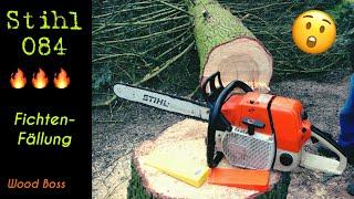 Stihl 084 „MONSTER“ im Einsatz!!! Fällung einer 70iger Fichte