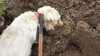 680 rats caught with Terriers on chicken farm