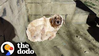 Senior Dog Who Slept Outside For Three Years Gets Rescue | The Dodo