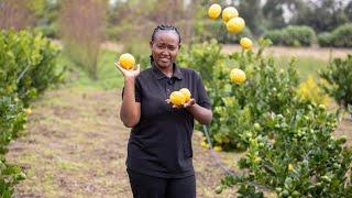 FROM PLANTING TO EATING THE JUICY LEMON