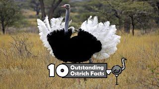 10 Outstanding Ostrich Facts