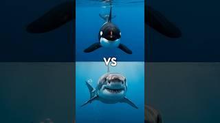 Great White Shark vs Dolphin vs ( Orcas, leviathan, hammer head shark, polar bear, sperm whale ).