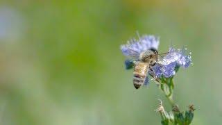 Xerces Society