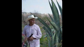 Agave Power: How a Revolutionary System of Regenerative Agriculture Is Greening the Desert