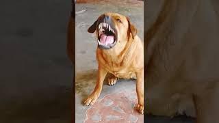 dog sound dog barking loud#shorts #viralshorts #trendingshorts