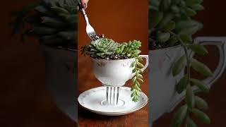 This Magic Floating Teacup Planter is So Easy! 勞