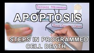 Overview of Apoptosis | Steps Explained