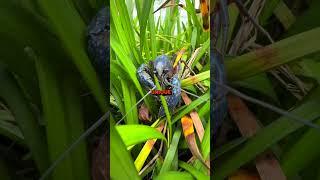 RARE BLUE CRAWFISH  | Louisiana Crawfish Company