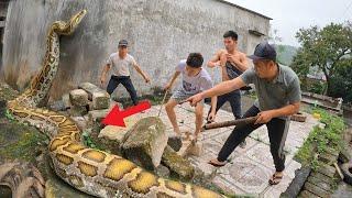 A group of brave hunters confronts a ferocious giant python that attacks a young man | Hunter Boy TV