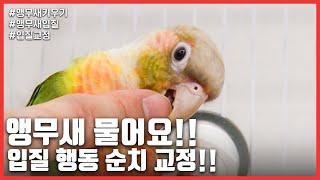 [Raising a parrot] A parrot bites! Correct the bite behavior!