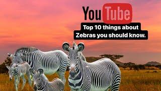 Zebra Zone: Top 10 Facts You Need to Know (2024)