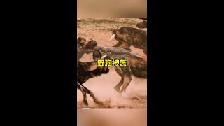 野狗群被鱷魚攻擊#野生動物零距離 #解說版動物世界