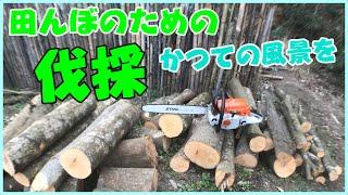 【農地再生】最初の一歩の「その次」は山林整備!!一歩目は農地整備でした。農林一体の里山思想で今日もチェーンソーで伐採!!