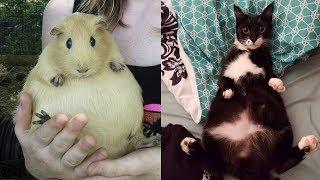 Adorable Pregnant Animals | Around The World