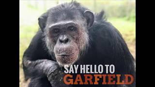 Get to Know Garfield - Save the Chimps