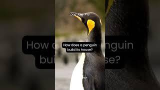 how does a penguin build its house