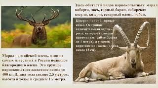 Познавательная презентация "Заповедные земли". Центральная детская библиотека города Мурманска.
