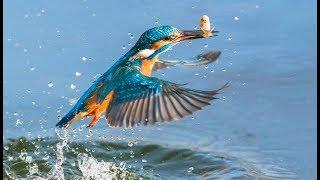 Amazing fishing kingfisher (slow motion)