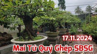 Ngày 17/11 - Bán 3 Cây Mai Tứ Quý Ghép SBSG