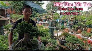 Nguyệt Quế lùn lực, Mai Chiếu Thủy hình thú, Kim Quýt già vườn Bonsai Hữu Tâm Bến Tre