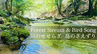 Gentle River Sounds & Bird Songs for Relaxation, Sleep, Meditation, Study / 1hour Nature Sounds ASMR