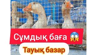 Неге жануарлардың бағалары арзан, қызылорда тауық базары.