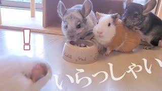 赤ちゃんモルモットをチンチラ部屋にご招待