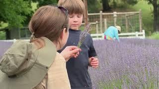 2023 Applegate Valley Lavender Festival